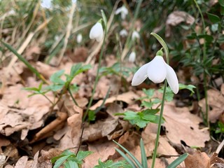 First wild flowers in the forest, white snowdrops