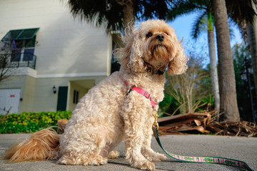 Cavapoo on her morning walk on a windy day