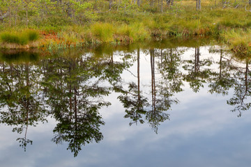 pond in a swamp