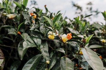 Tea plantation close-up. Green, fresh, tea leaves growing on the plantation, in the sun. Fields in Haputale, Sri Lanka. Photo taken in Nuwara Eliya. Road to Lipton's seat.