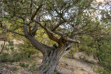 Fototapeta na wymiar Juniper tree on Sokol mountain near Novy Svet, Crimea, Russia.
