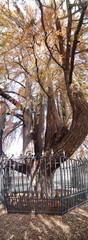 photo of the yew called the candlestick by the shape of its branches, is in Madrid, Spain and is...