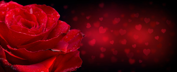 Valentine day banner - Red rose in romantic dark background with copyspace