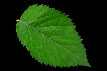 Blackberry fruit leaf closeup