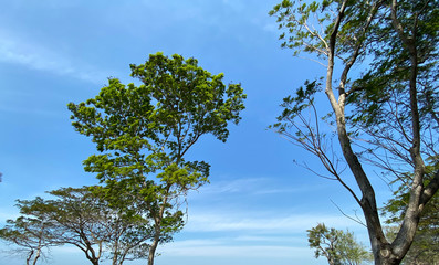 Big green tree in blue sky background.