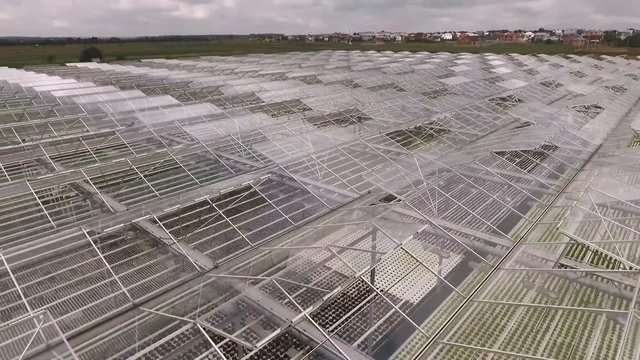 Bright modern glass greenhouse warmhouse for lettuce hydropinics, plantation growing. Country area, sunny day, aerial footage.