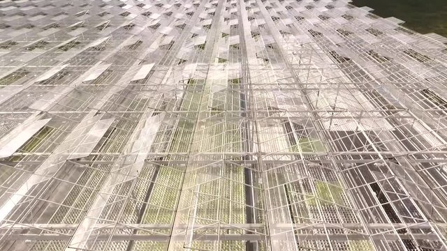 Bright modern glass greenhouse warmhouse for lettuce hydropinics, plantation growing. Country area, sunny day, aerial footage.