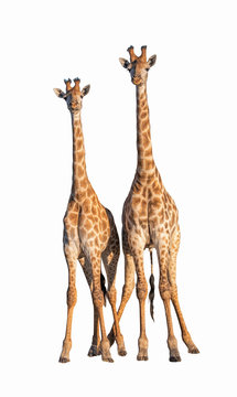 Couple Giraffes isolated on white with Clipping parth