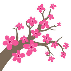 Cherry blossom on white background.