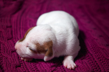 Cute puppy jack russell dog resting or sleeping on pink blanket.