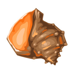 Illustration of seashell. Tropical underwater mollusk shell.