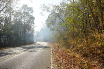 The smoke caused by the burning of roadside forests, resulting in poor driving visibility. Environmental problems that occur during the dry season in Thailand.