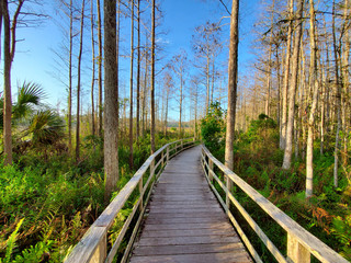 Boardwalk in Audobon Corkscrew Swamp Sanctuary, Florida Everglades Ecosystem - Nature Walking Trail, Protected Forest Swamp Ecosystem