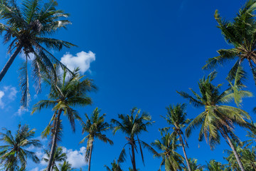 Obraz premium coconut tree's and blue sky