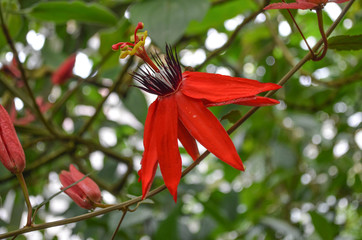 rote exotische Blüte