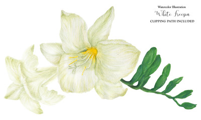 White Freesia branch with buds