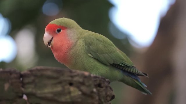agapornis parrot eating sunflower seeds from a bird feeder