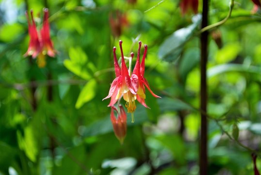 Close up of an Aquilegia Canadensis or red columbine in full bloom in my garden