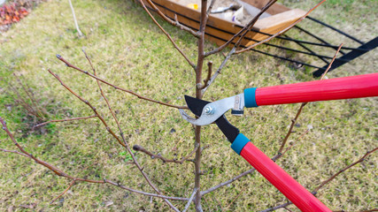 Photo of spring planned pruning of fruit tree with garden shears. Caring for a young orchard in the spring. Garden work on the principle of organic natural farming.