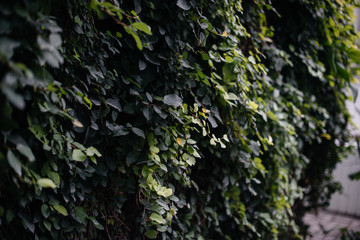 Thick thickets of plants in the greenhouse. Jungle, the screensaver.