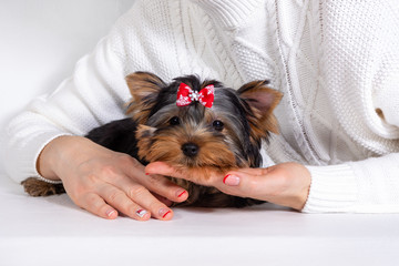 Yorkshire Terrier puppy lies in the hands of the owner. Concept of trust of a dog to a person