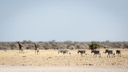 Fototapeta na wymiar Groupe de girafes et de zèbres dans la savane Africaine