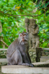 Monkey on the island of Bali