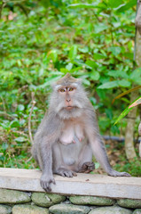 Naklejka na ściany i meble Monkey on the island of Bali