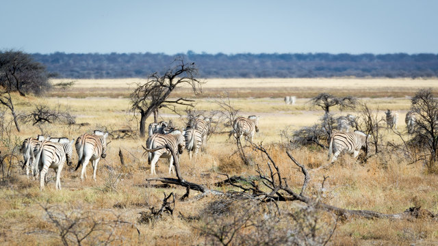 Girafes en liberté en Namibie