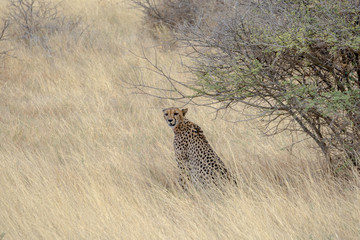 Guépard à Etosha, Namibie