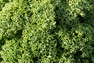 curly kale texture background 