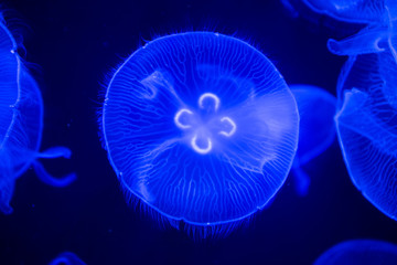 a beautiful blue jellyfish - 323762908