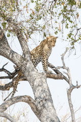 Fototapeta na wymiar Léopard sur son arbre, Etosha, Namibie