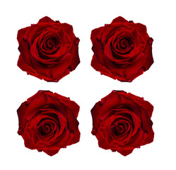 Rose flower isolated on white background with clipping path