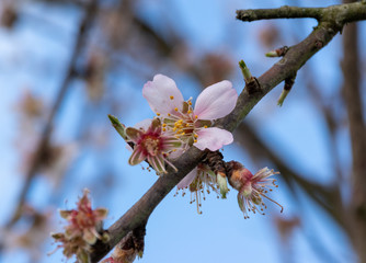 pink blossom on a springtime tree 