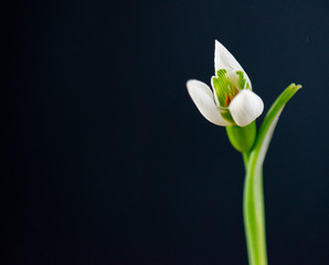 looking snowdrop on black background 