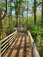 Boardwalk in Audobon Corkscrew Swamp Sanctuary, Florida Everglades Ecosystem - Nature Walking Trail, Protected Forest Swamp Ecosystem