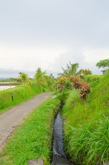 Fototapeta na wymiar Jatiluwih Rice Terrace