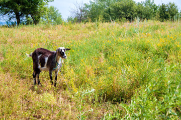 Brown and wnite hornless village goat grazing on a meadow