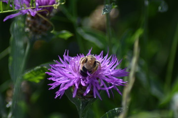 Hummel & Kornblume