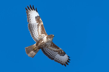 Common Buzzard (Buteo buteo) in flight