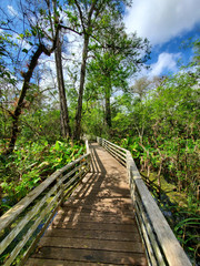 Boardwalk in Audobon Corkscrew Swamp Sanctuary, Florida Everglades Ecosystem - Nature Walking Trail, Protected Forest Swamp Ecosystem