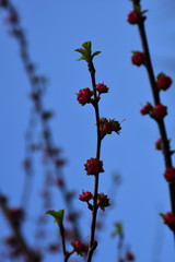 There are small red buds on the thin upright twigs.