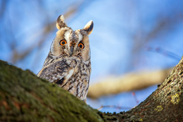 Owl sit in a tree and looking on the the camera