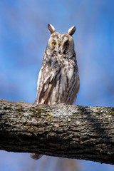 Fototapeta premium Owl sit in a tree and looking on the the camera