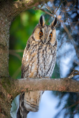 Owl sit in a tree and looking on the the camera