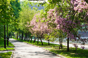 path in a blooming Sunny Park