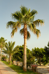 Fototapeta premium Palm tree closeup on a beautiful sunny day.