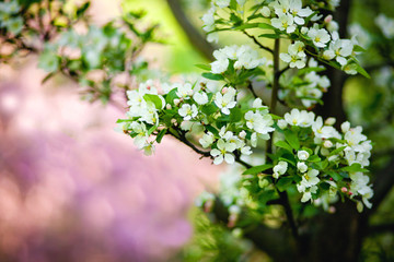 blooming branch in the garden close-up