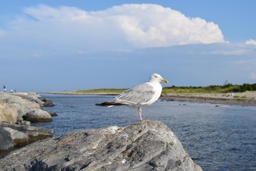Seagull Jersey Shore